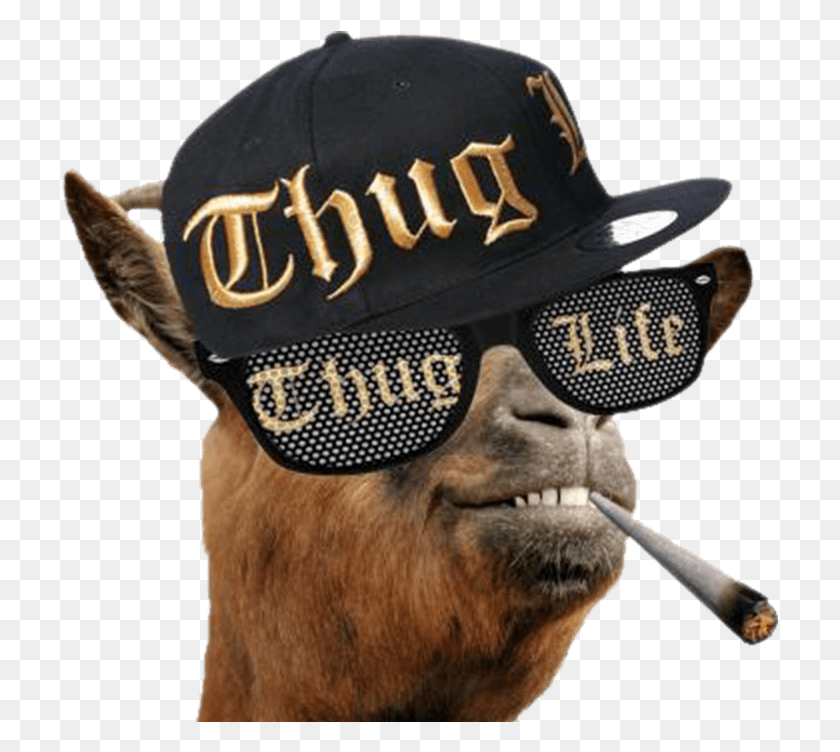 717x692 Thug Life Snoop Dogg Thug Life Goat, Clothing, Apparel, Baseball Cap HD PNG Download