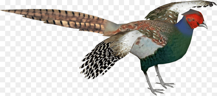 1058x470 Thumb Green Pheasant Bird, Animal, Beak Transparent PNG