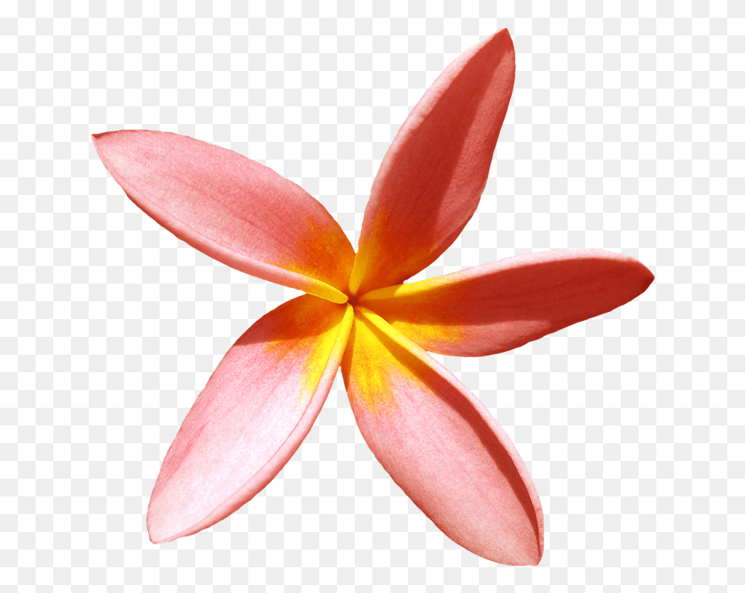 638x609 Png Изображение - Гавайский Цветок, Лепесток, Цветок, Растение Png.
