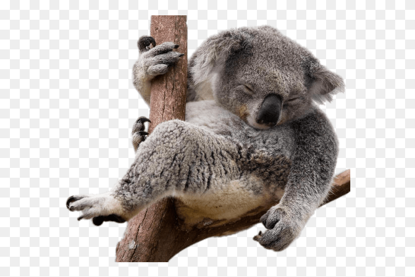578x501 Thumb Image Koala, Wildlife, Animal, Mammal HD PNG Download