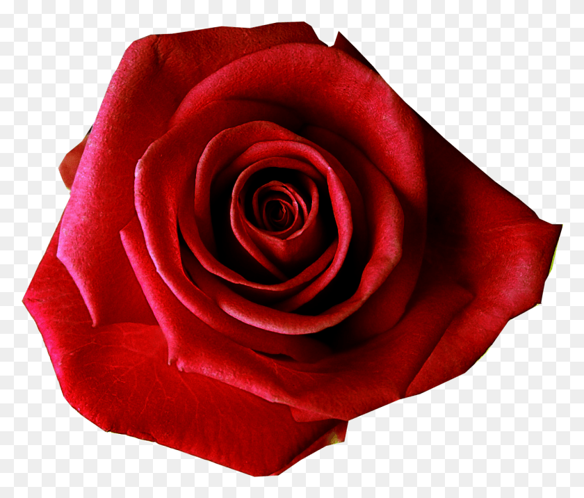 1281x1078 Роза, Цветок, Растение, Цветение Hd Png Скачать