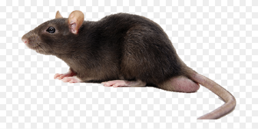 703x361 Thumb Image Transparent Background Rat, Rodent, Mammal, Animal HD PNG Download
