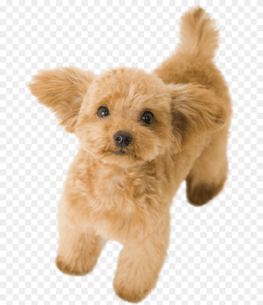 Thumb Image Toy Poodle, Animal, Canine, Dog, Mammal Sticker PNG
