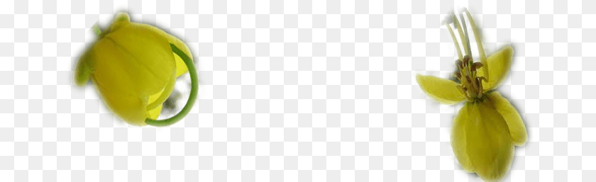 Thumb Konnapoo, Bud, Flower, Petal, Plant Transparent PNG