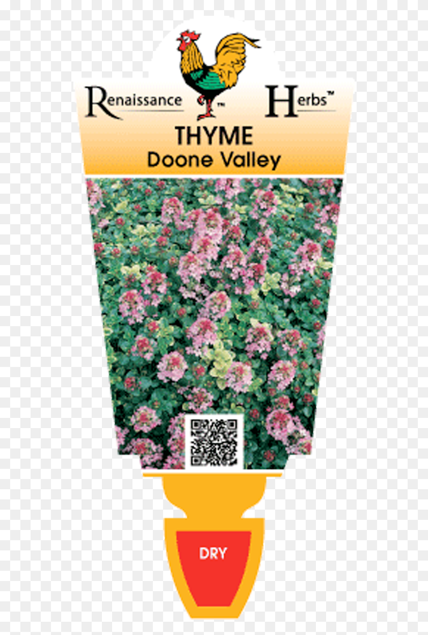 553x1186 Thyme, Plant, Flower, Blossom HD PNG Download