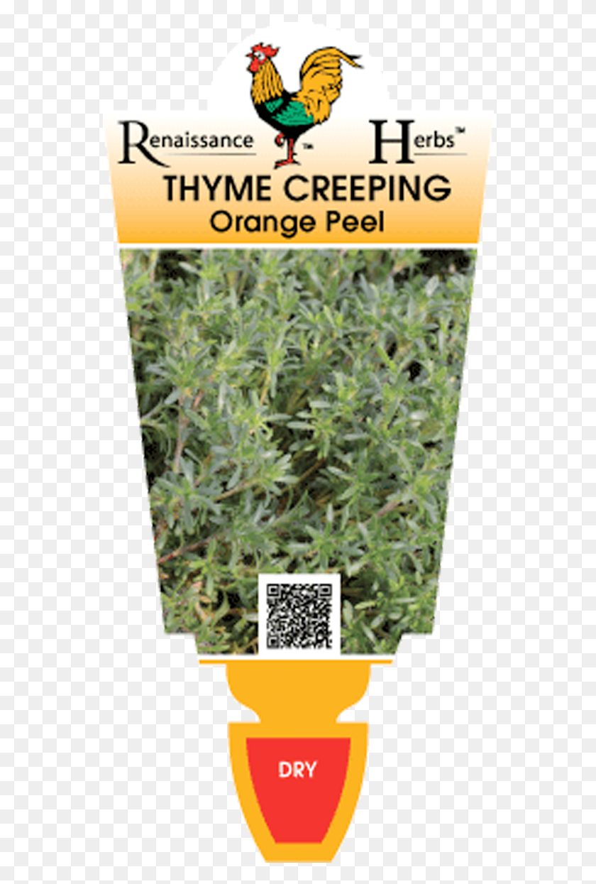 552x1185 Thyme Creeping Orange Peel, Plant, Bush, Vegetation HD PNG Download