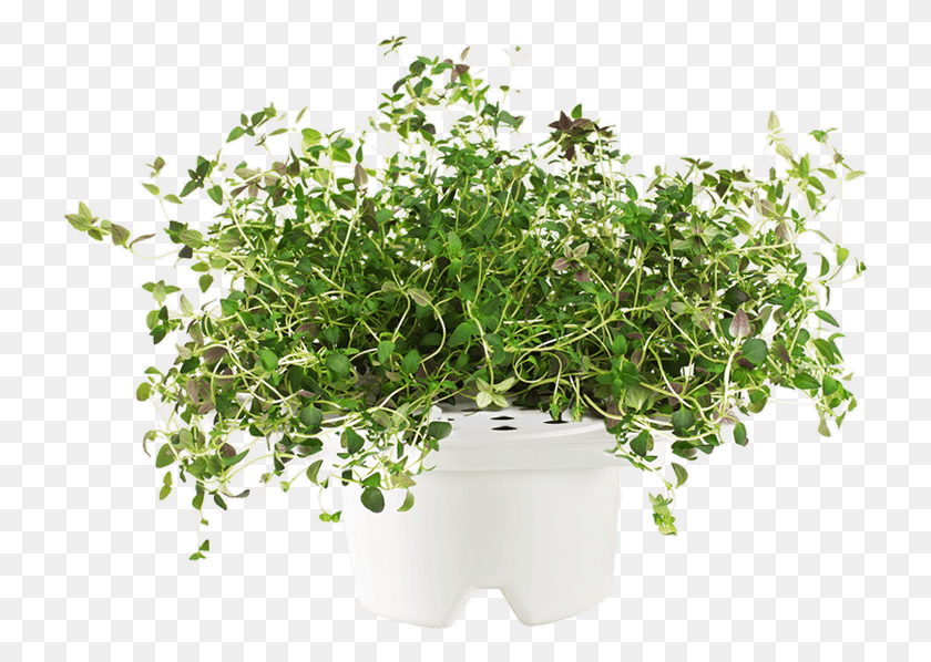 728x538 Thyme Plant Transparent Thyme, Potted Plant, Vase, Jar HD PNG Download