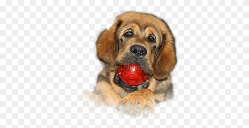 369x371 Tibetan Mastiff Colorado Giant Dog Breed, Pet, Canine, Animal HD PNG Download