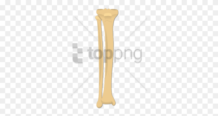 295x388 Tibia And Fibula Bones Images Background Illustration, Cutlery, Light, Tool HD PNG Download