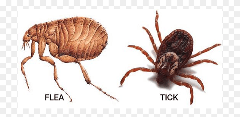 716x351 Tick And Flea Season Is Officially Upon Us So Here39s Flea Parasite, Spider, Invertebrate, Animal HD PNG Download