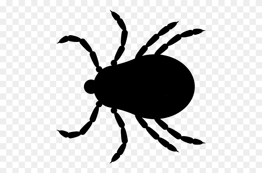 480x496 Tick Insect Tick Bug Clipart, Spider, Invertebrate, Animal HD PNG Download