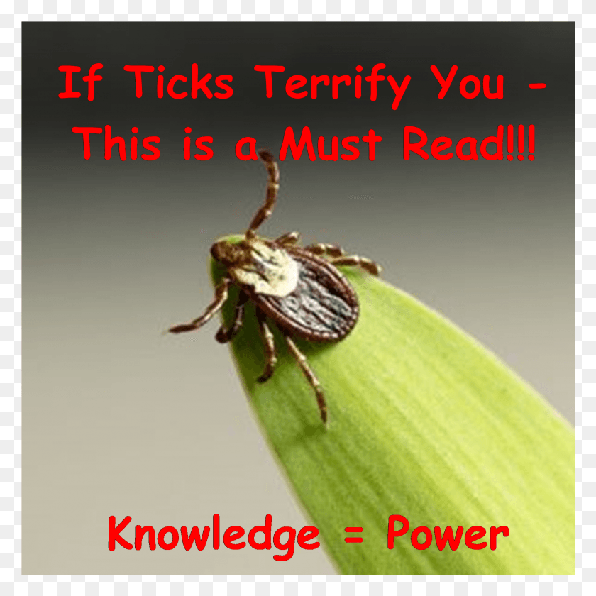 1876x1876 Ticks Amp Lyme Disease Prevention Weevil, Tick, Insect, Invertebrate HD PNG Download