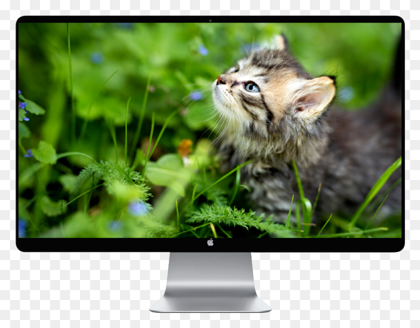 1001x766 Tiere 4k, Monitor, Screen, Electronics HD PNG Download