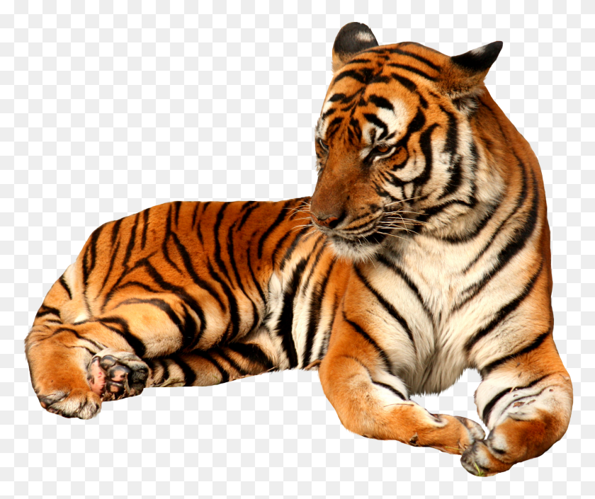 2863x2369 Tiger HD PNG Download