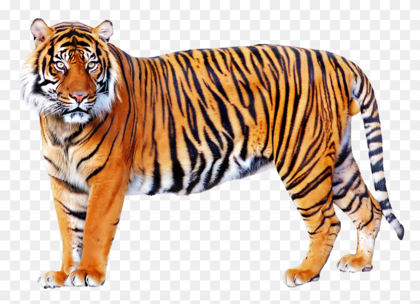 1025x720 Tiger, Wildlife, Mammal, Animal HD PNG Download