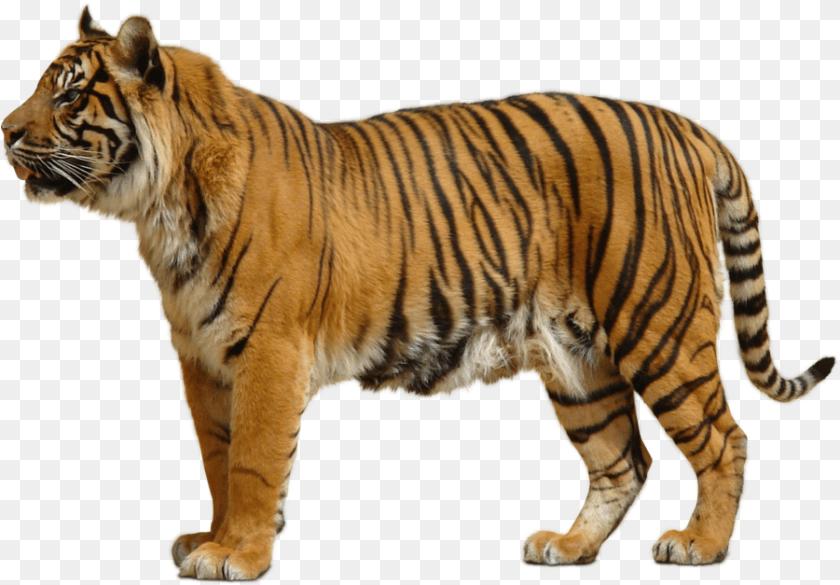 Tiger 2 Image Tiger, Animal, Mammal, Wildlife Transparent PNG