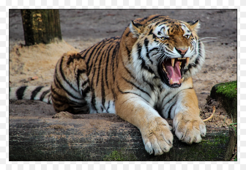 1561x1041 Tiger Avni Tigress, Wildlife, Mammal, Animal HD PNG Download