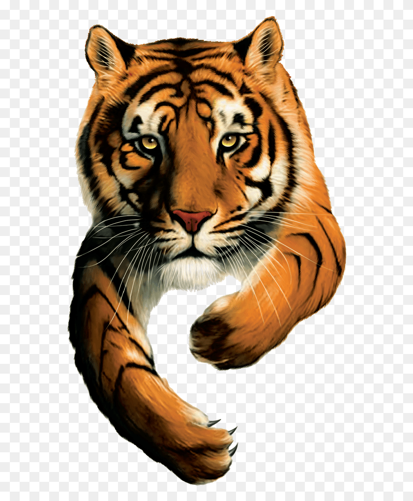 570x959 Логотип Тигра Бренды Тигра, Дикая Природа, Млекопитающее, Животное Png Скачать