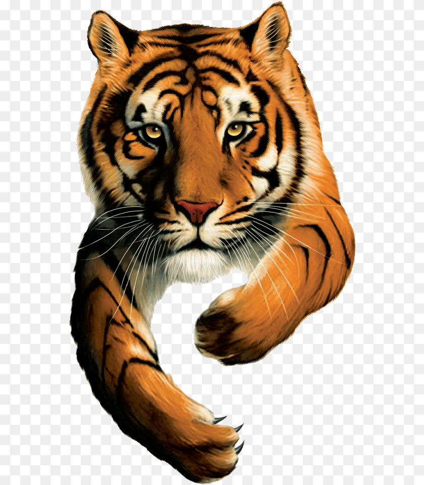 Tiger Brands Logo Tiger Brands Ltd Logo, Animal, Mammal, Wildlife Clipart PNG