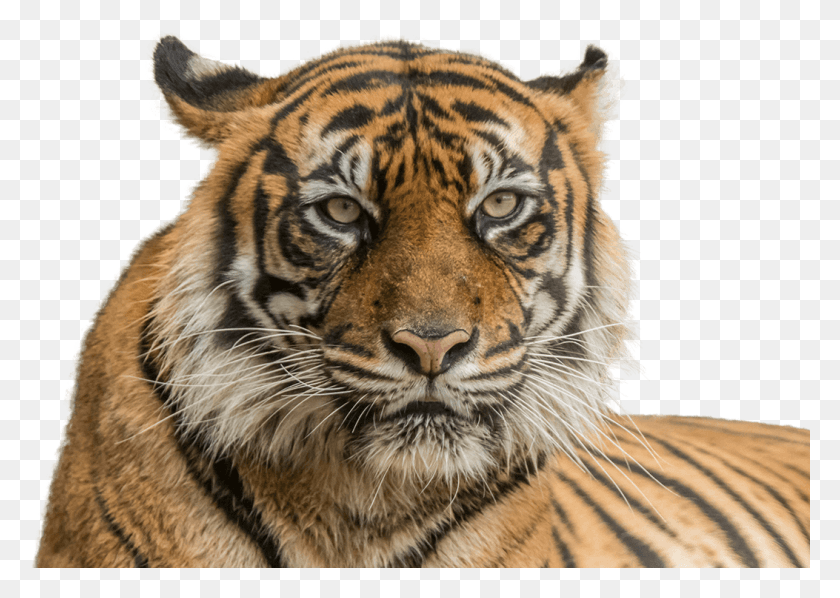 1053x727 Tiger Face Transparent Background Of Tiger Face, Tiger, Wildlife, Mammal HD PNG Download