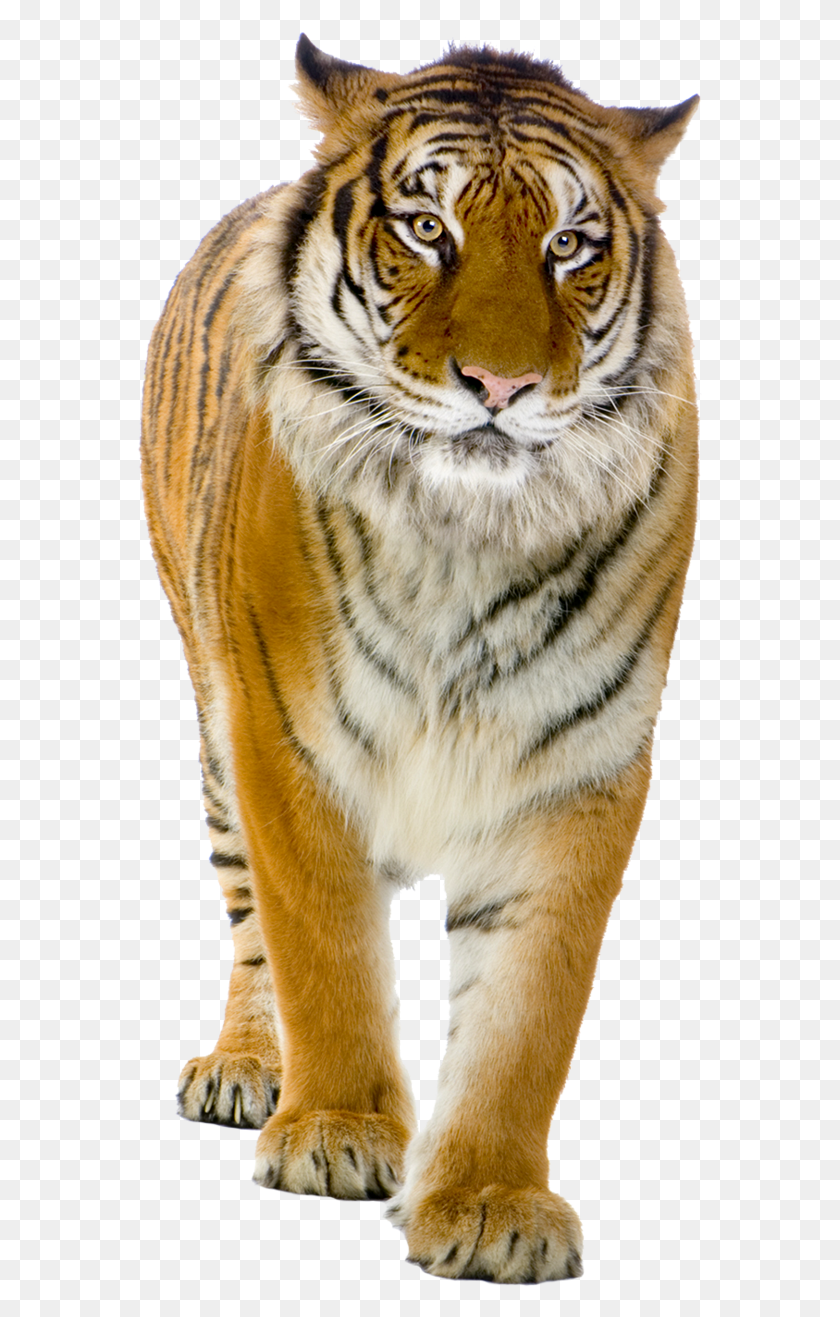 567x1257 Tiger Front View Photo Walking Tiger, Wildlife, Mammal, Animal HD PNG Download