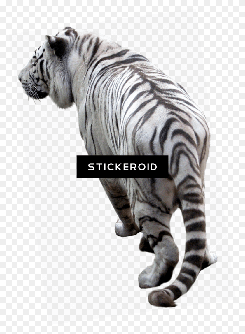 892x1243 Tigre, La Vida Silvestre, Mamíferos, Animal Hd Png