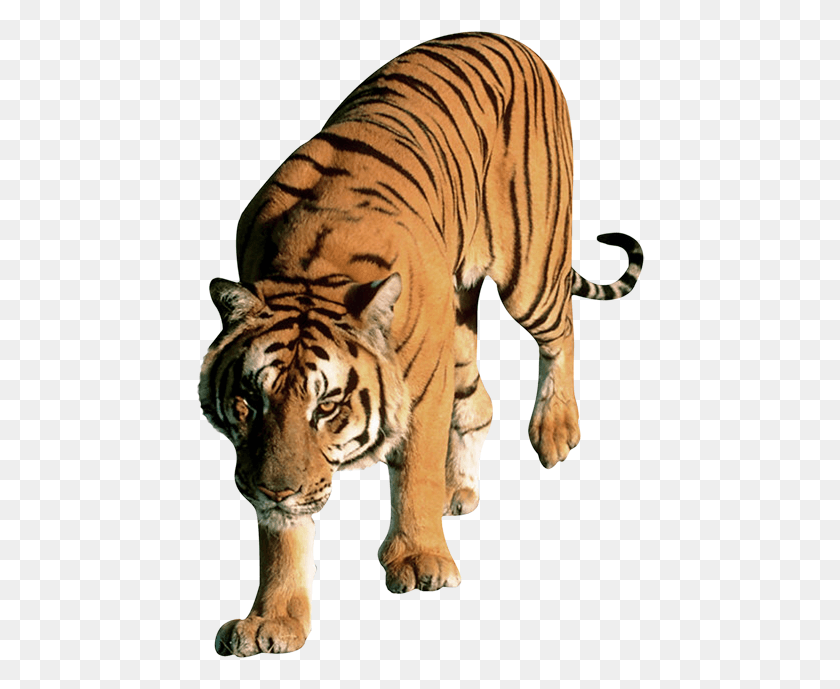 450x629 Png Тигр, Млекопитающее, Животные