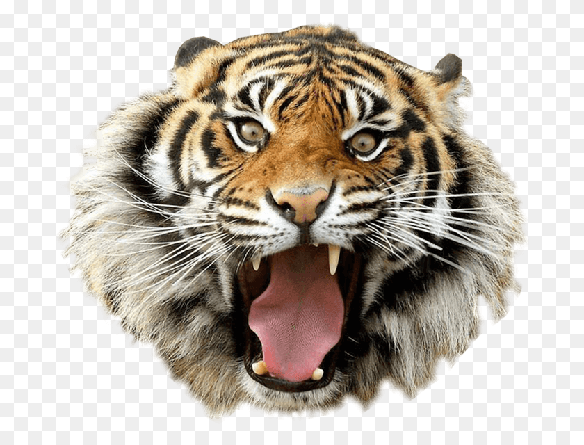 682x580 Tiger Image, Wildlife, Mammal, Animal HD PNG Download