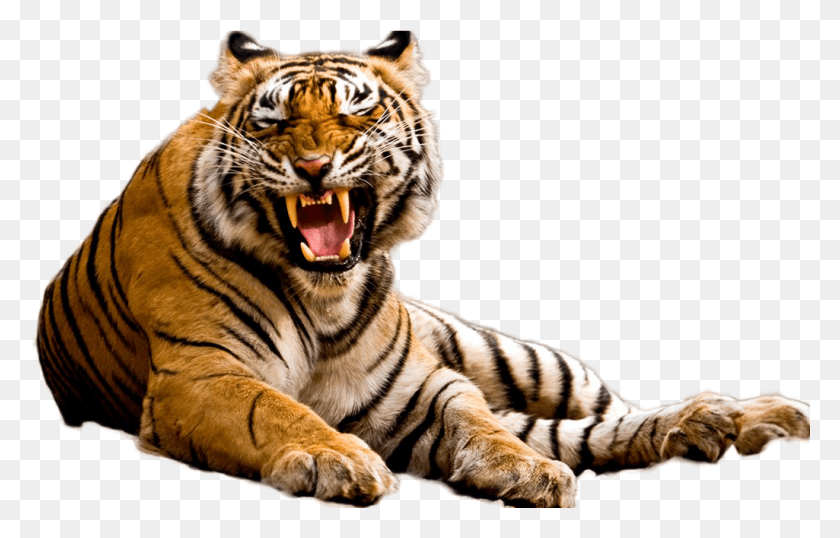 1025x629 Изображение Тигра Мадхья-Прадеш Тигр, Дикая Природа, Млекопитающее, Животное Hd Png Скачать
