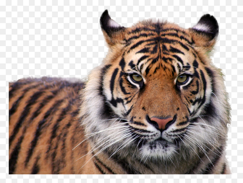 2698x1991 Tiger Image People On Facebook Vs Reality HD PNG Download