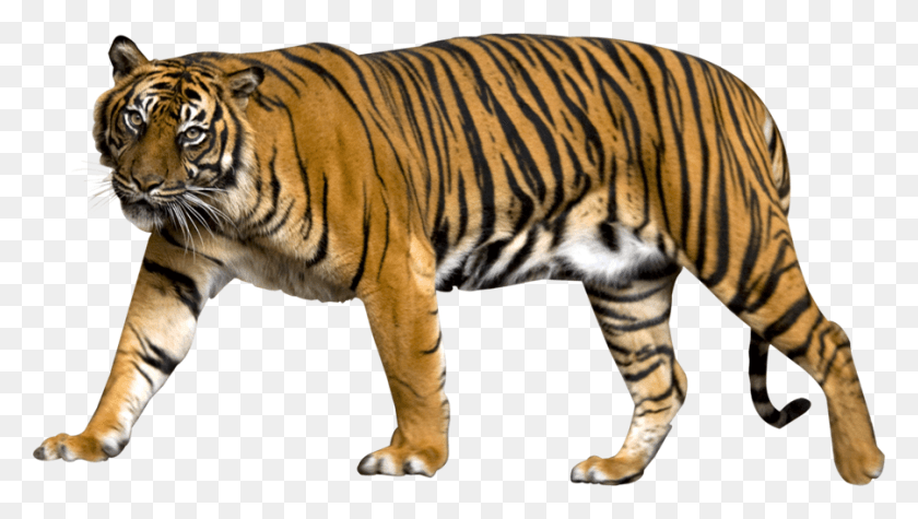 900x479 Изображение Тигра Суматранский Тигр Без Фона, Дикая Природа, Млекопитающее, Животное Hd Png Скачать