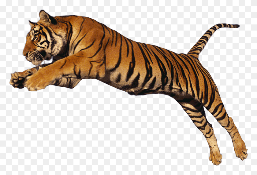 1105x728 Tigre Png / Tigre Hd Png