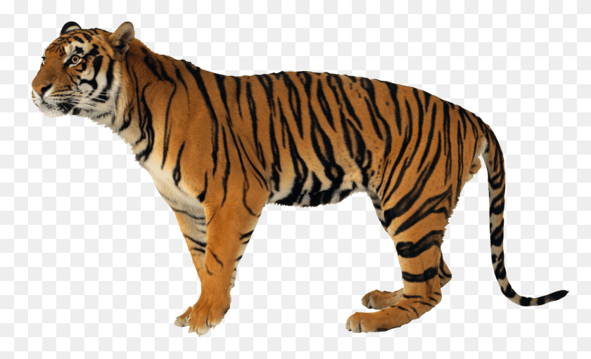 1600x927 Tiger Images Free Tiger Images Free Thylacine Pathfinder, Wildlife, Mammal, Animal HD PNG Download