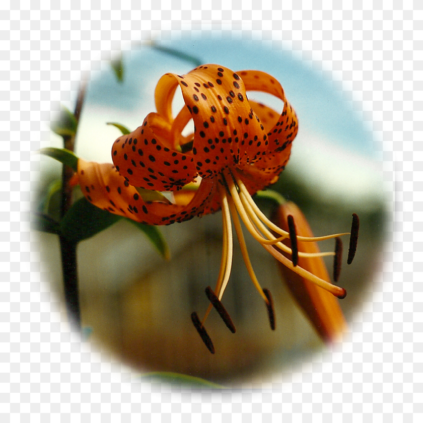 794x794 Tiger Lily 11 00 Tiger Lily, Plant, Flower, Blossom HD PNG Download