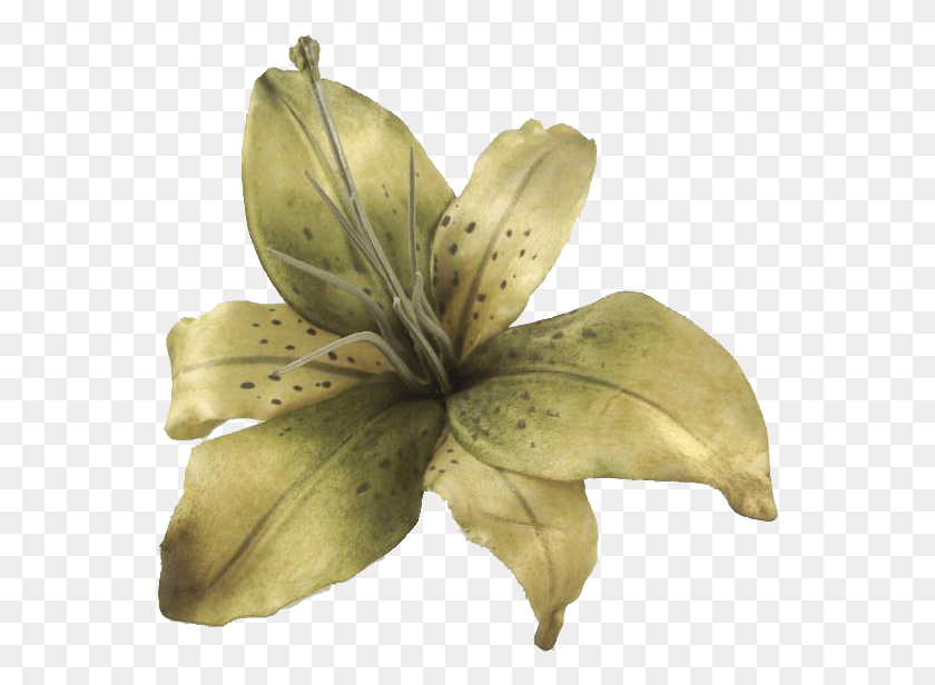 558x556 Тигровая Лилия, Растение, Цветок, Цветение Hd Png Скачать