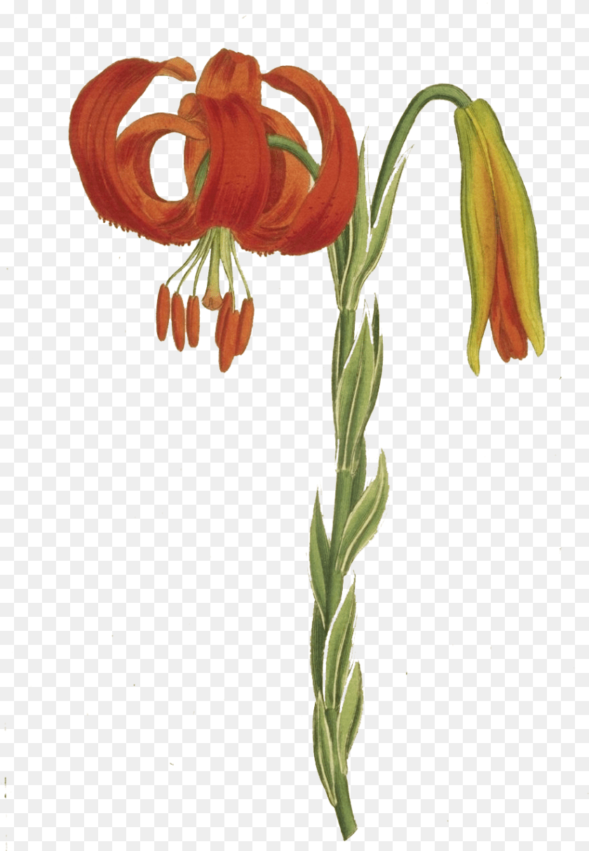 885x1279 Tiger Lily, Flower, Plant, Anther Transparent PNG