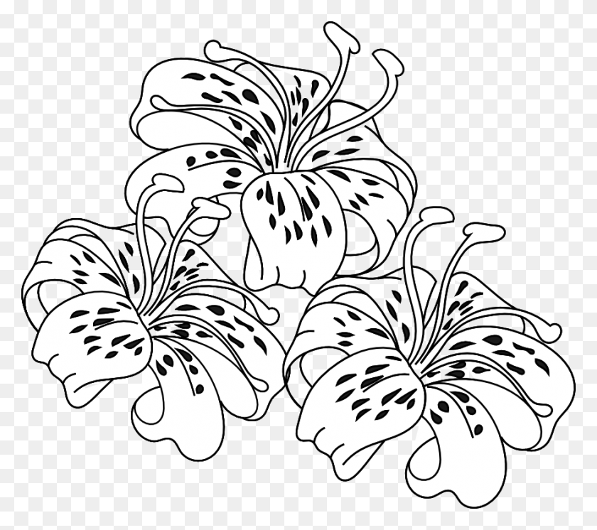 881x775 Tiger Lily Cliparts Tiger Lily Coloring Pages, Plant, Flower, Blossom HD PNG Download