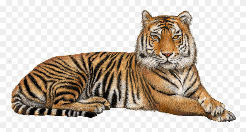 1513x764 Png Тигр, Млекопитающее, Животное, Животное, Тигр Png