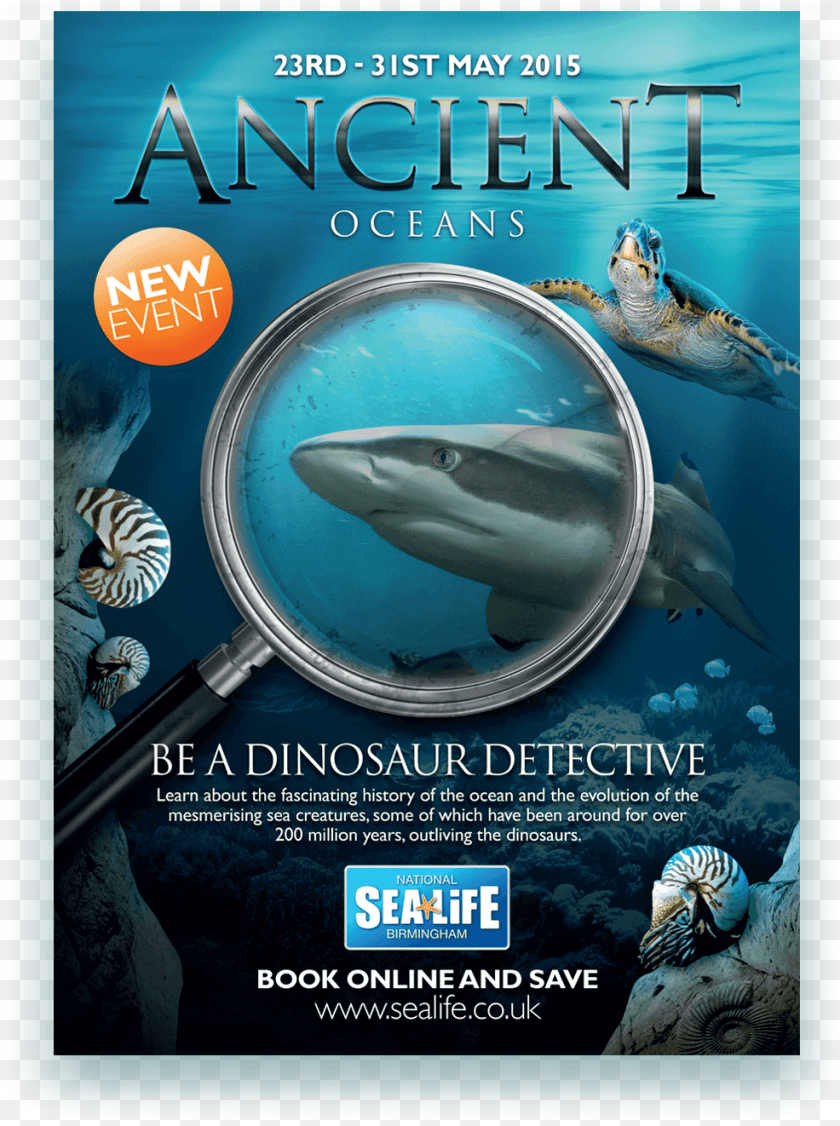 Tiger Shark, Advertisement, Sea Life, Reptile, Turtle Sticker PNG