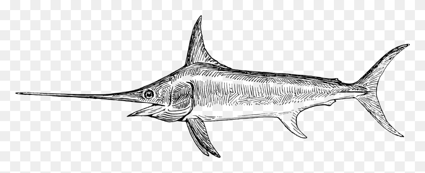 2064x750 Тигровая Акула Рыба-Меч Реквием Акулы Рисунок Меч-Рыбы, Серый, Мир Варкрафта Png Скачать