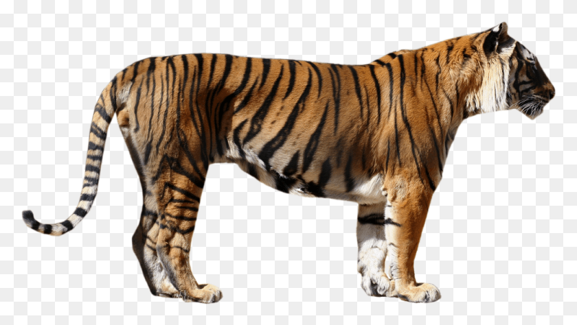 987x524 Тигр Тигр Вид Спереди И Сбоку, Дикая Природа, Млекопитающее, Животное Hd Png Скачать