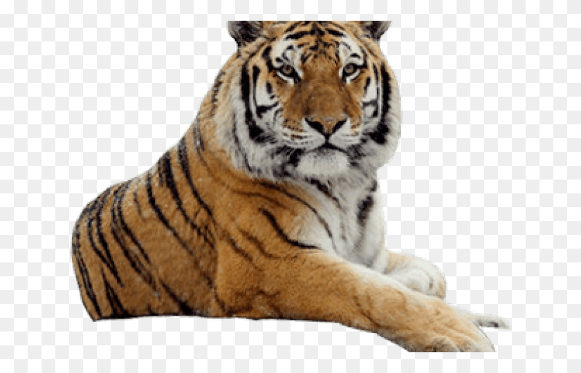 640x480 Tiger Transparent, Wildlife, Mammal, Animal HD PNG Download