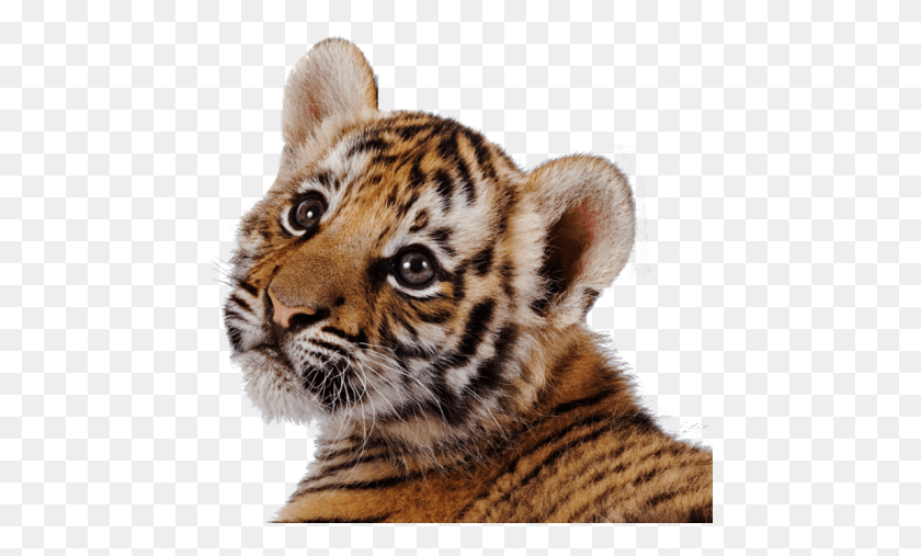 460x447 Tiger Transparent Images Kis Tigris, Wildlife, Mammal, Animal HD PNG Download