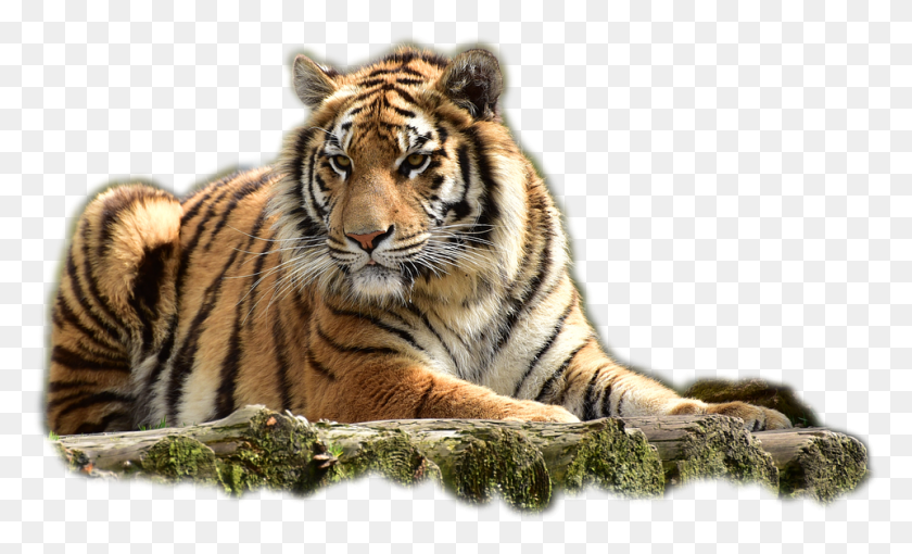 960x554 Tiger Transparent Images Transparent Backgrounds Cb Background New Tiger, Wildlife, Mammal, Animal HD PNG Download