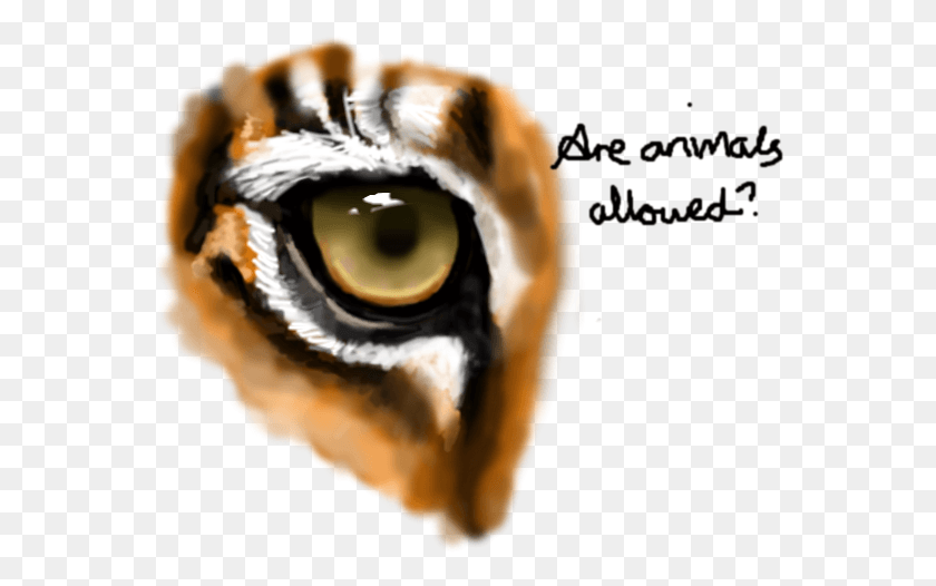 566x466 Tigers Drawing Eyes Macro Photography, Accessories, Accessory HD PNG Download