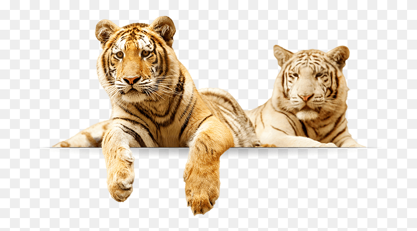 698x406 Tigers Tiger Family, Wildlife, Mammal, Animal HD PNG Download
