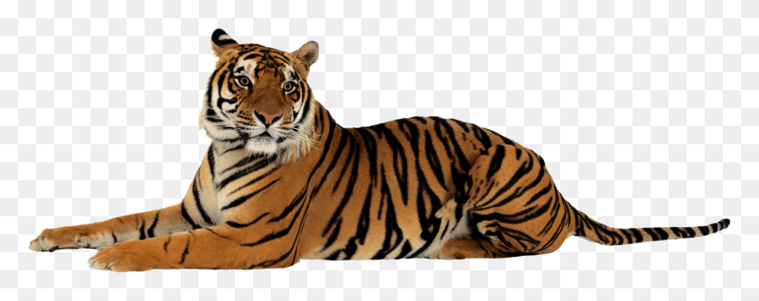3638x1281 Tigr Tiger Transparent, Wildlife, Mammal, Animal HD PNG Download