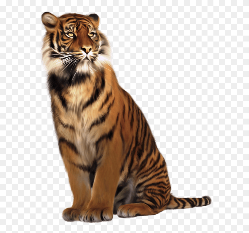 600x726 Tigre Tigre Jpg Lion Lion Jpg Lionceau Тигр, Дикая Природа, Млекопитающее, Животное Hd Png Скачать