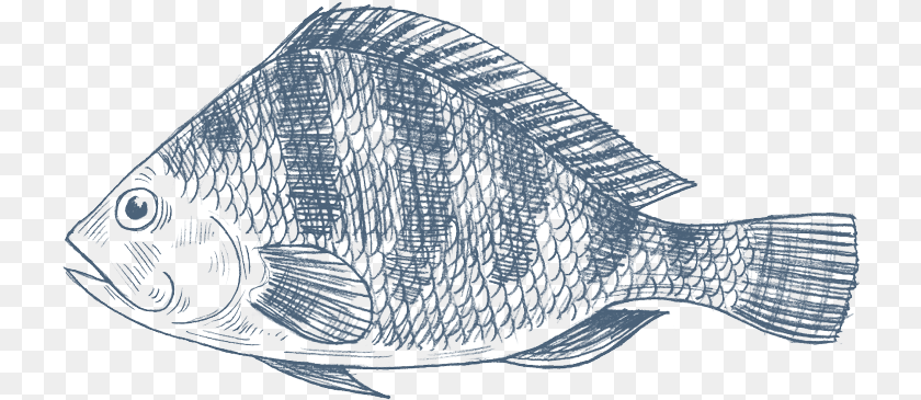 Tilapia Royalty Library Tilapia Drawing Fish, Animal, Sea Life Sticker PNG