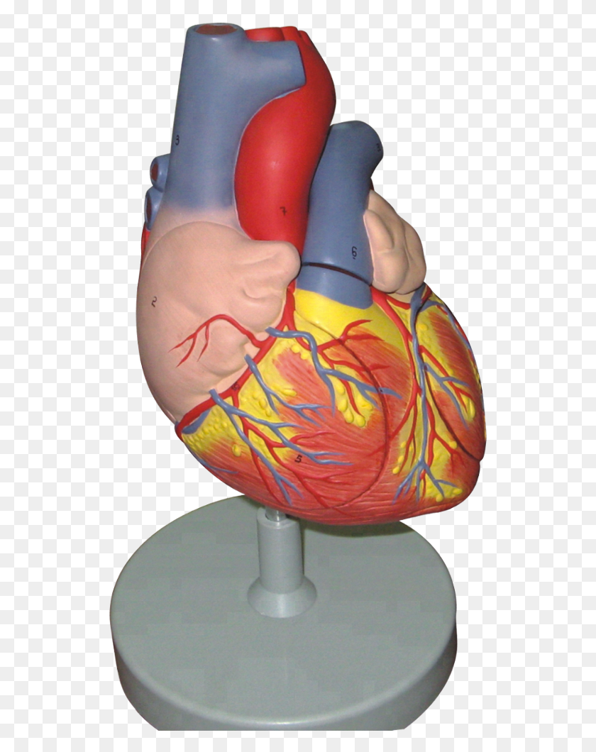 534x1000 Times Enlarged Human Heart Model Sculpture, Outer Space, Astronomy, Space HD PNG Download